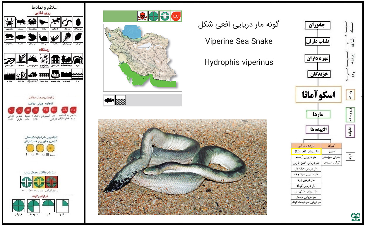 مارهای دریایی